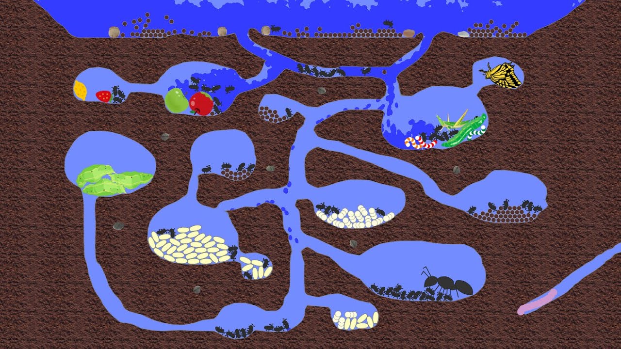 【Algodoo】Save ants from heavy rain.　大雨からアリを助ける。