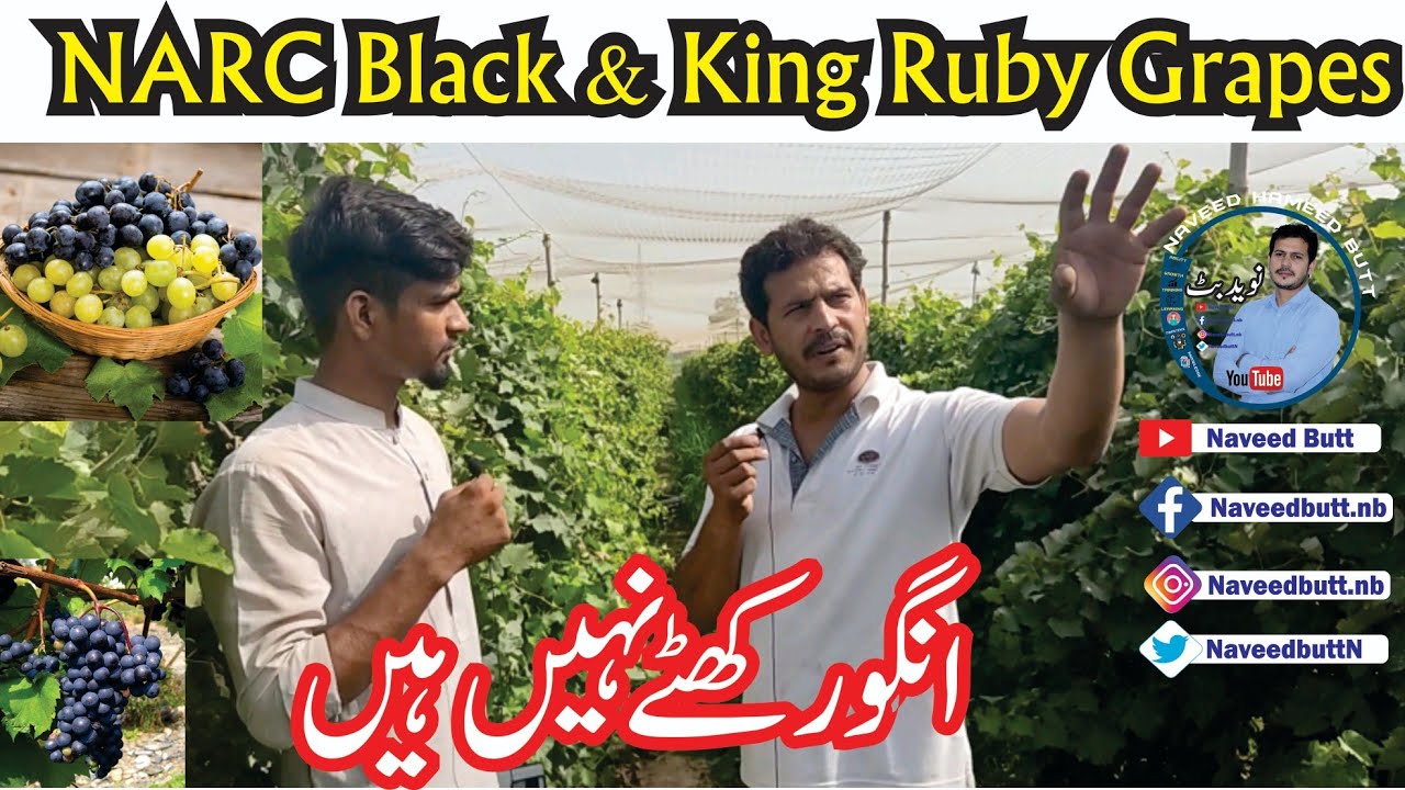 Narc Black & King Ruby Grapes