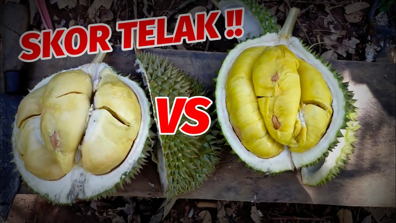BAK LANGIT DAN BUMI ‼️ Performa Durian Super Tembaga dan Musang King di Trenggalek.