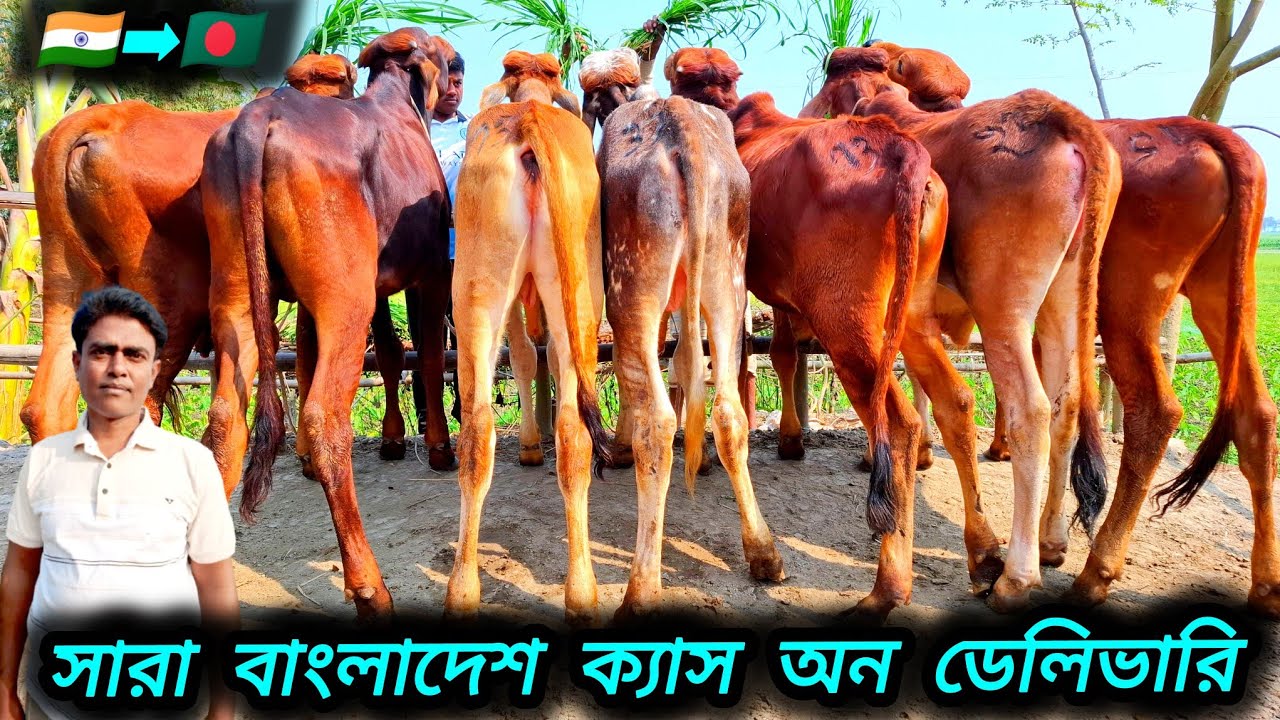 ১৯/০২/২৬/ রমজানের শুরু তে বর্ডার এলাকা থেকে মোটাতাজা করন উপযোগী শাহীওয়াল ও গীর জাতের ষাঁড় গরুর লট 