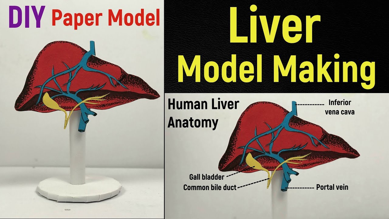 Liver model making | Liver model science project | Liver model anatomy | DIY | #diyasfunplay
