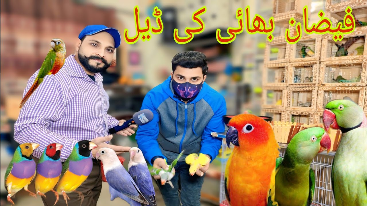 فیضان بھائی کے ایک دھماکہ دار افر تمام بگ برڈ ال ورائٹی صرف اپ کے لیے