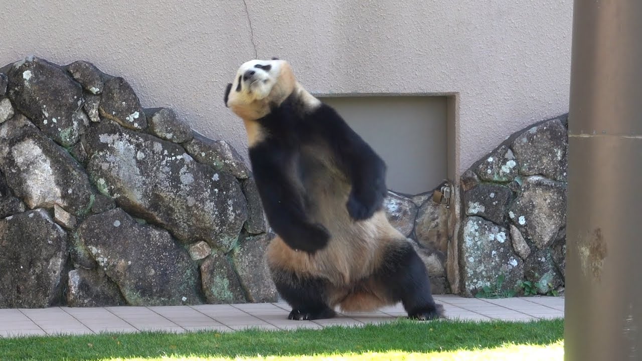 Panda「Yuihin」🐼 This amazing move🤣Laughed aloud😆