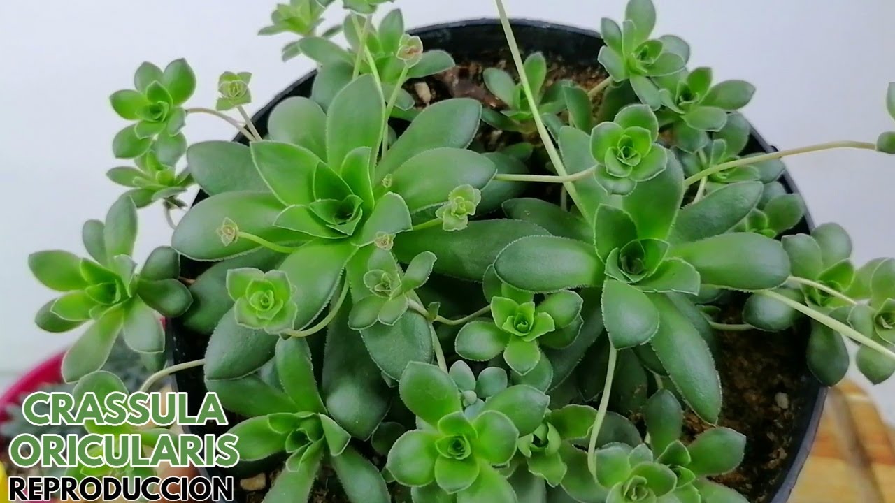 crassula orbicularis reproducción chuyito jardinero