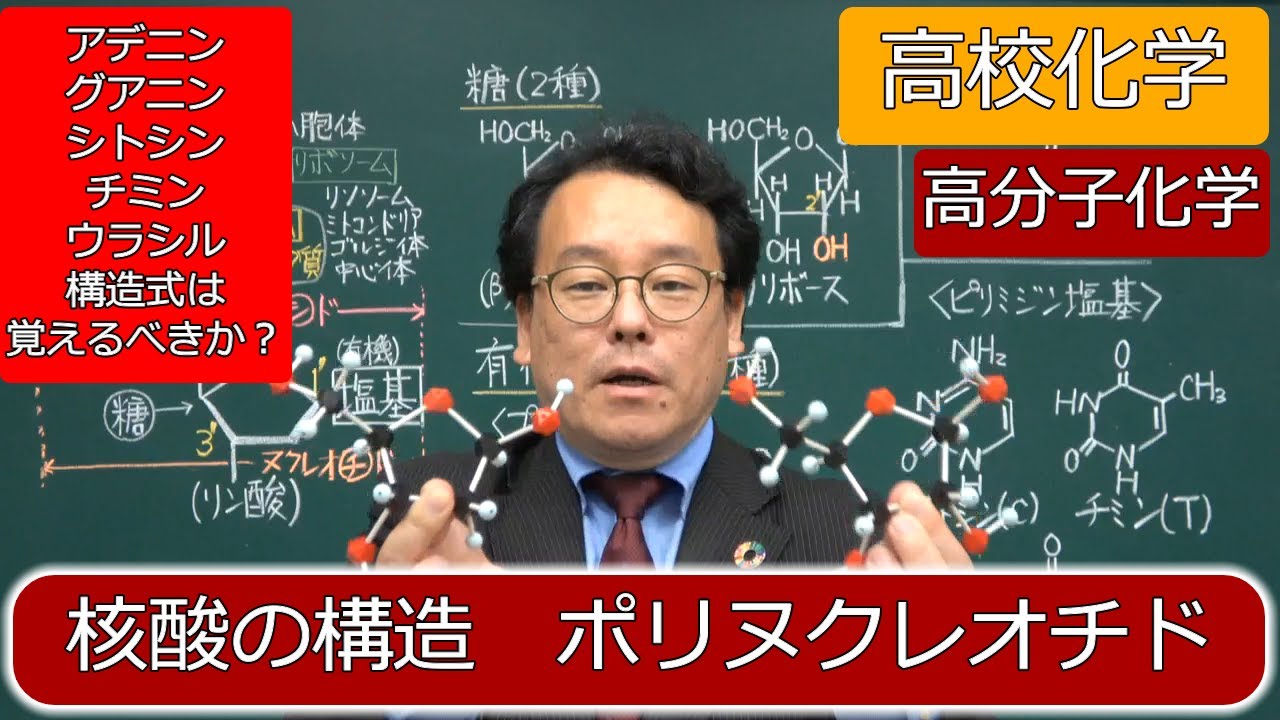 核酸　化学　塩基　構造　ヌクレオチド　有機塩基　高分子化学　高校化学　エンジョイケミストリー　151401