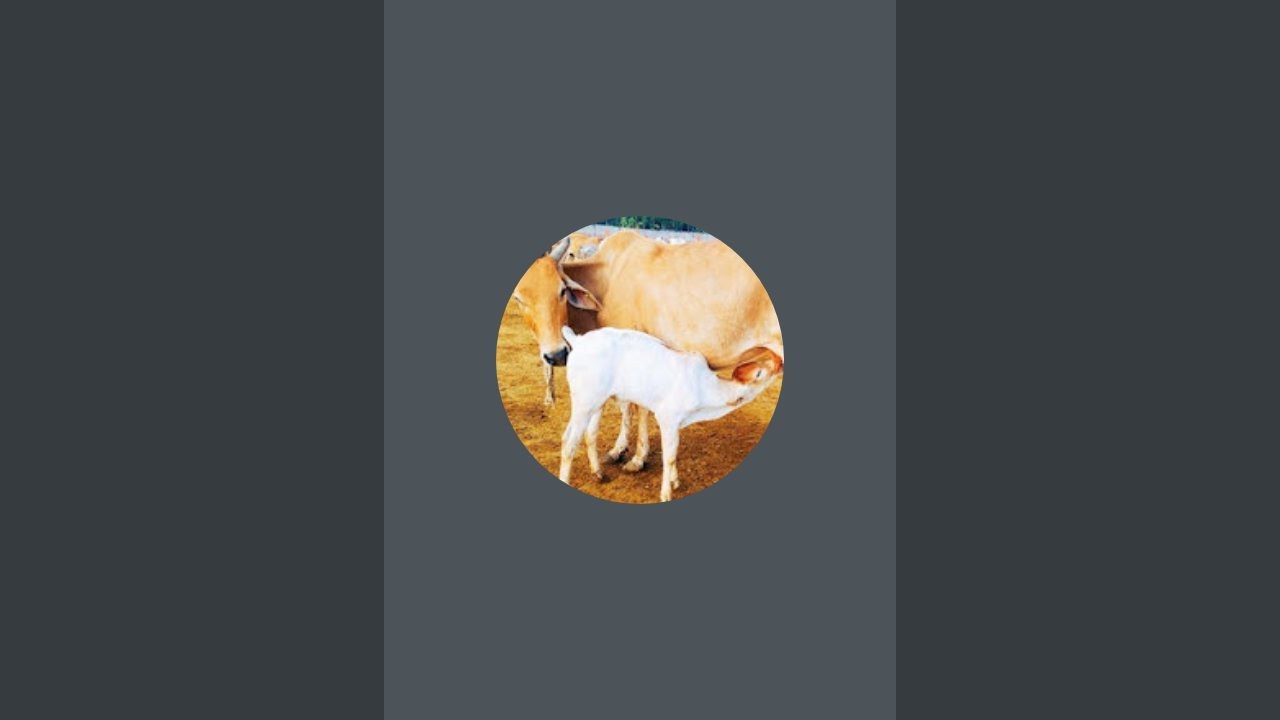 Komal Gau Sevak 2000 is live!
