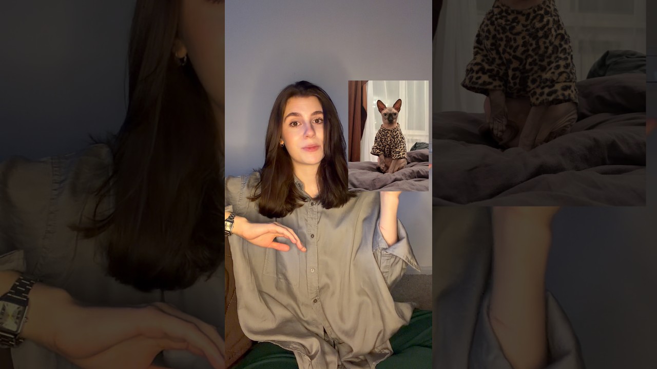 Как подружить котов 