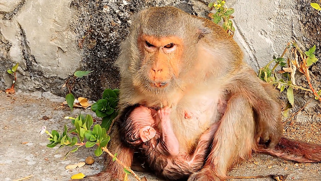 Quiet Hours After Birth | A Mother Monkey and Her Newborn 4K