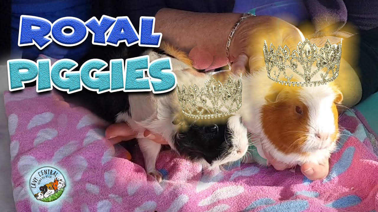 Fungal, mites and two gorgeous girls get a makeover at Cavy Central Guinea pig rescue