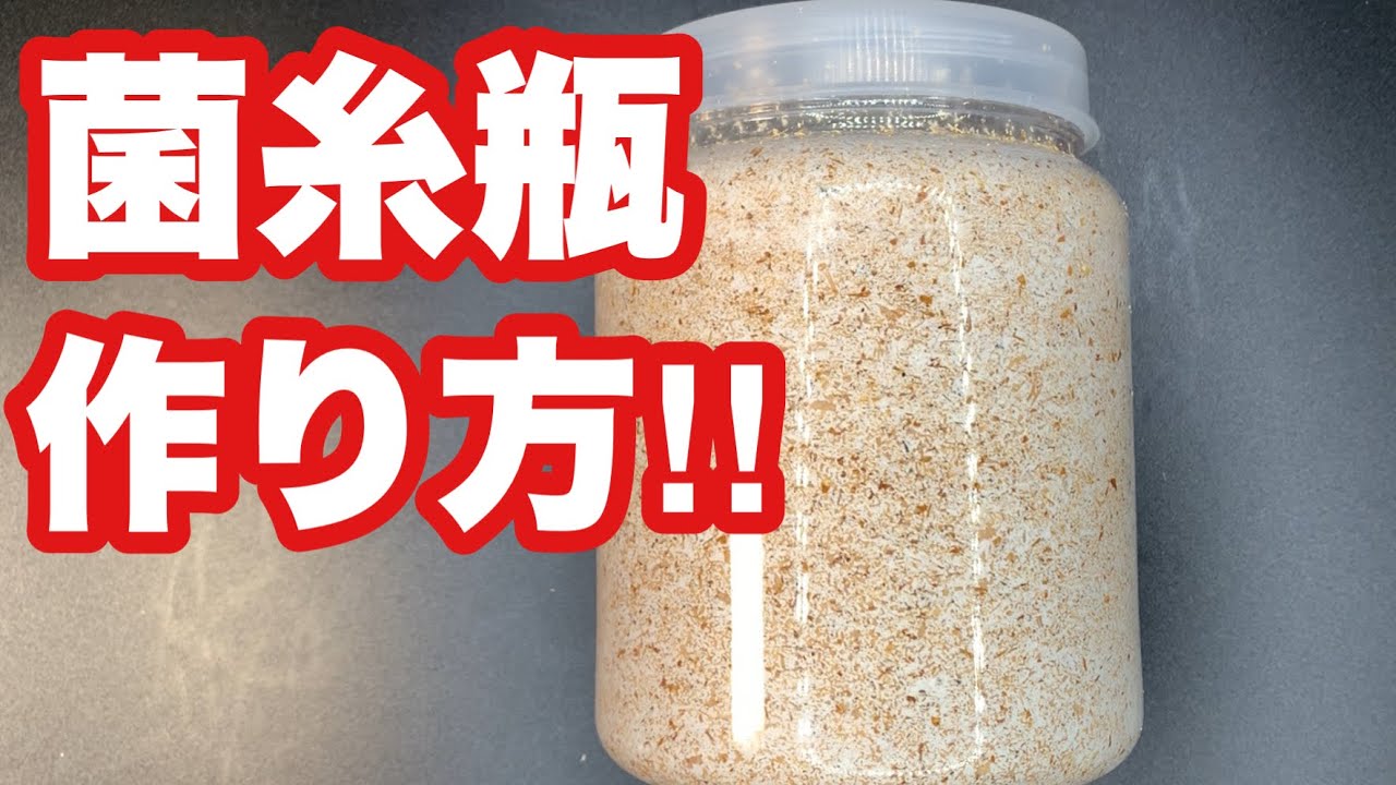 失敗しない菌糸瓶の作り方‼︎菌の培養方法について解説‼︎