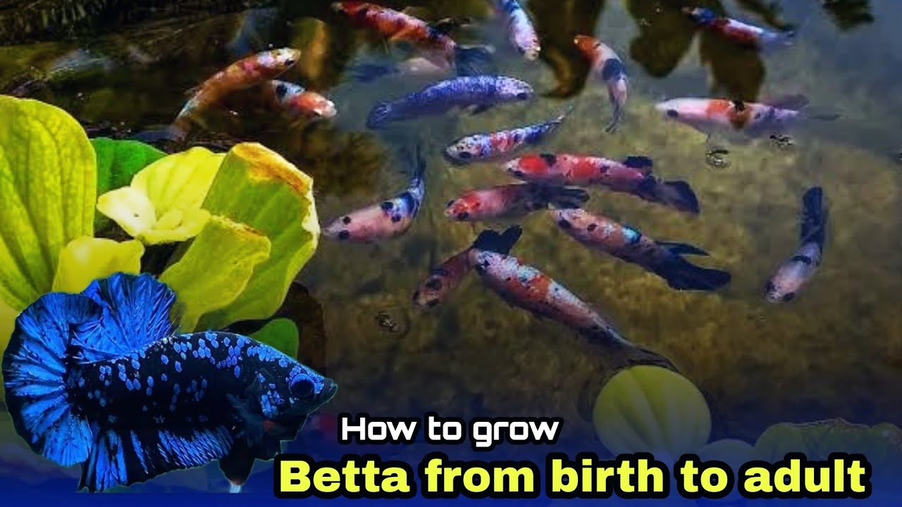 how to grow baby bettas easily explained | தமிழ்