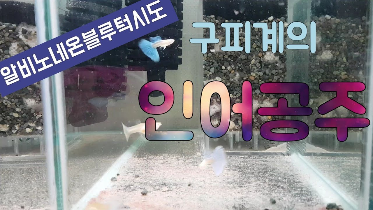 알비노 네온블루턱시도, 파란 구피 키우기, 탱써니물생활, Albino neon blue tuxedo guppy, TaengSunny