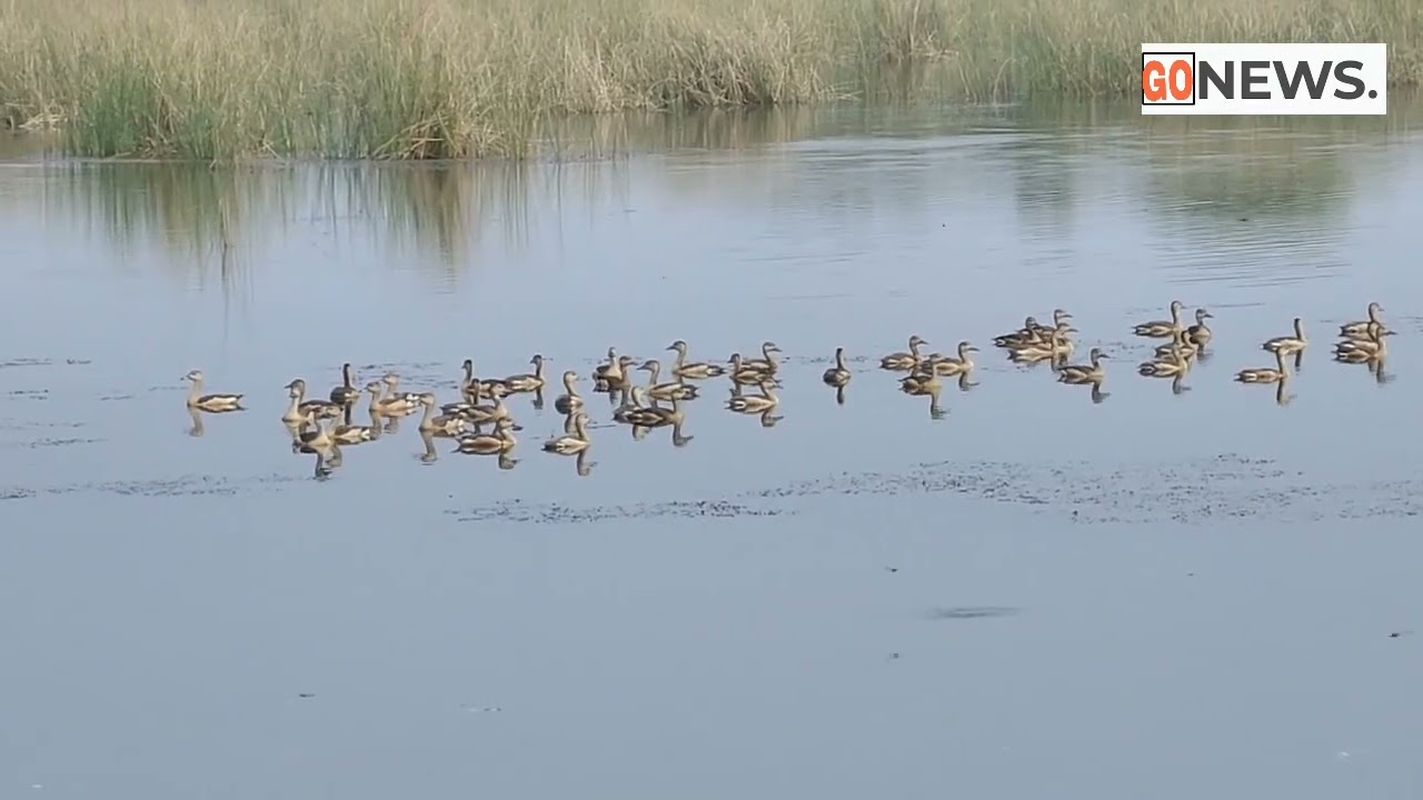 whistling Duck bandh Taleigao GOA
