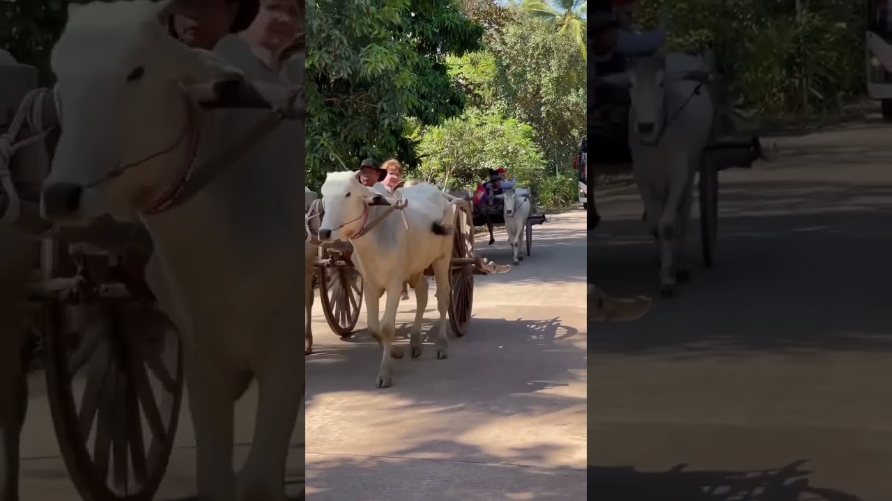 Happy Weekend Oxcart in village 