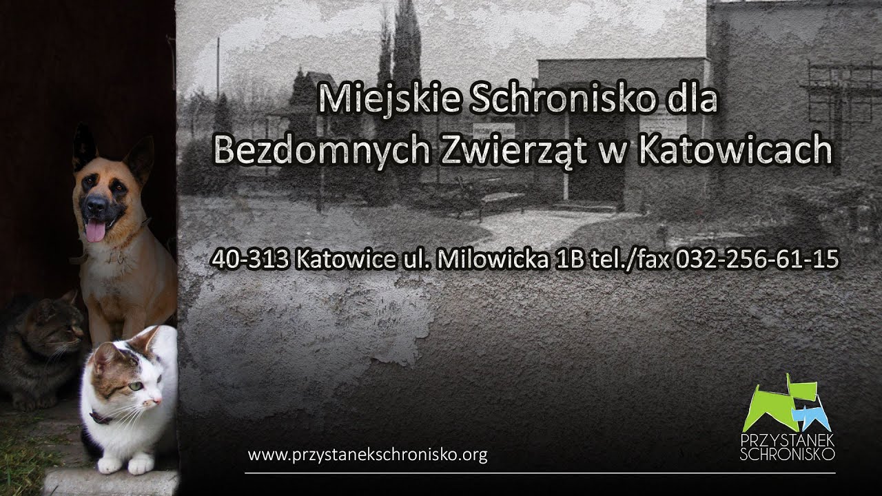 Wirtualny spacer po Schronisku dla Bezdomnych Zwierząt w Katowicach