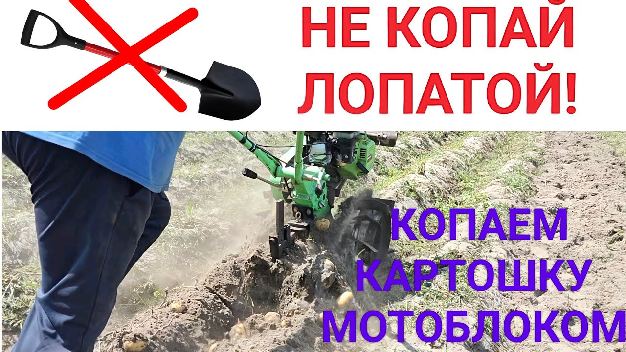 Мотоблок в деле: копаем картошку без усилий . 