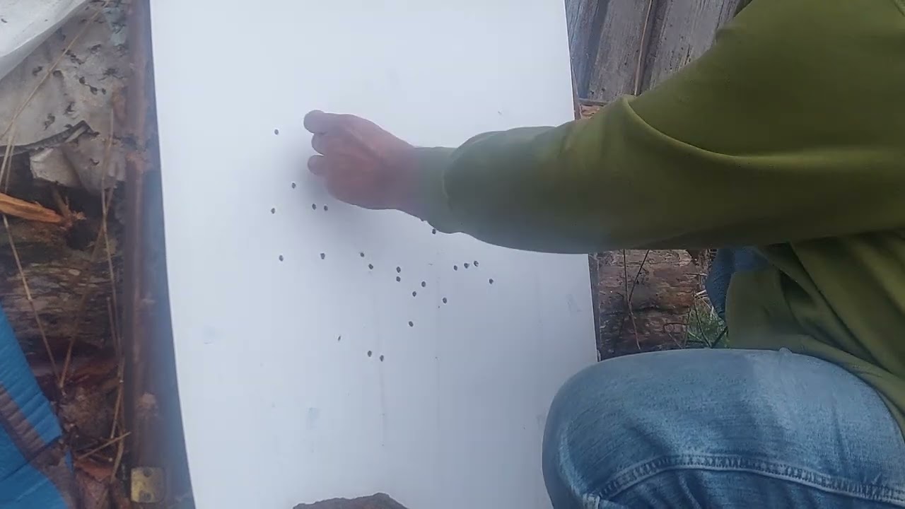 36 pellet # 4 an 24 pellet  28 cal in lbc 50 wad with a mylar wrap inside wad. these are winners!!!!