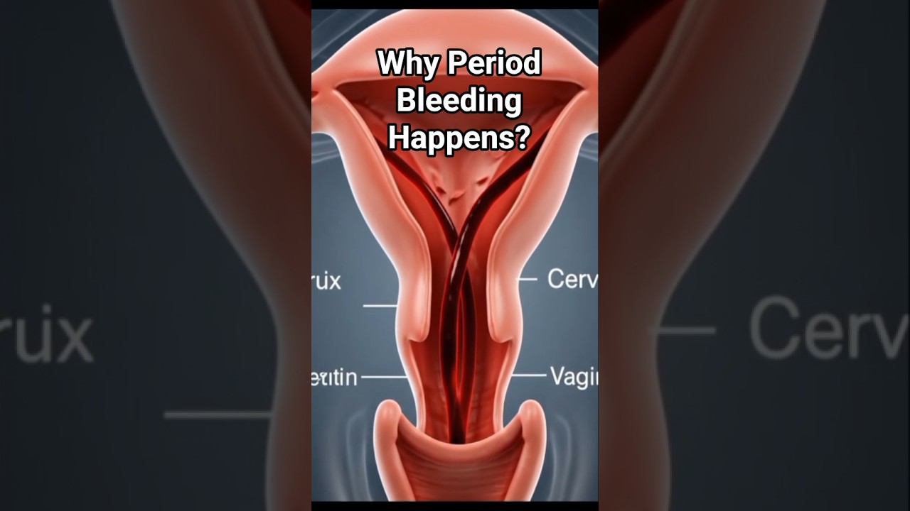 Why Menstrual Cycle & Bleeding Occur |3D Explanation 