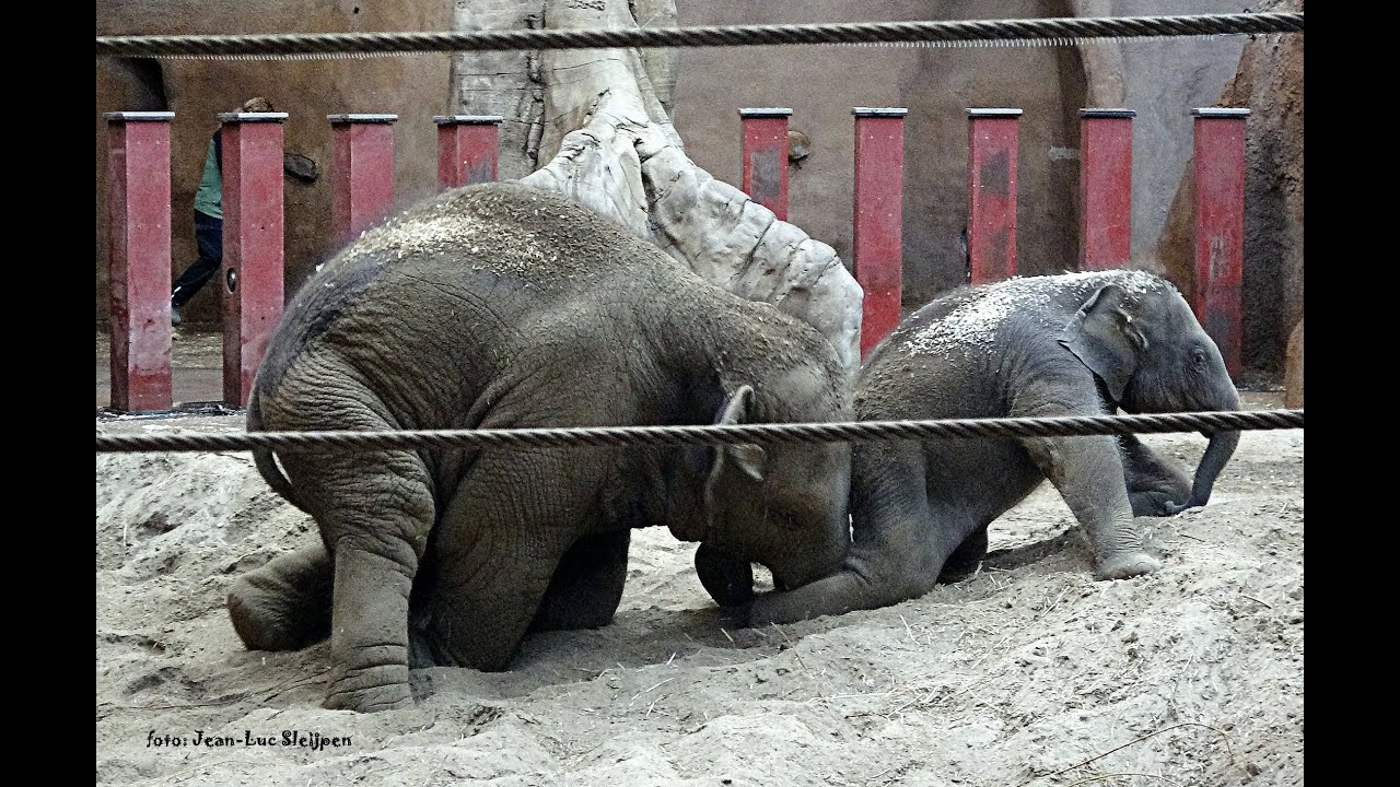 two elephants rolling round in the sand in Diergaarde Blijdorp