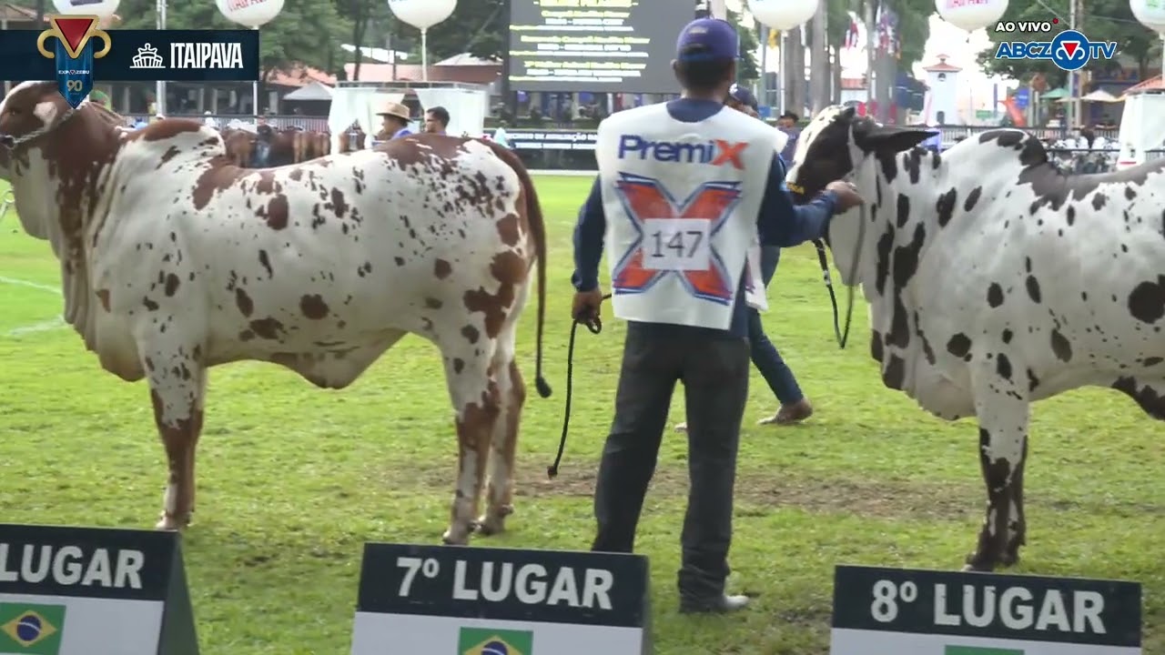 90ª EXPOZEBU: COMENTÁRIOS JULGAMENTOS | NELORE PELAGENS | CAMPEONATO NOVILHA MENOR