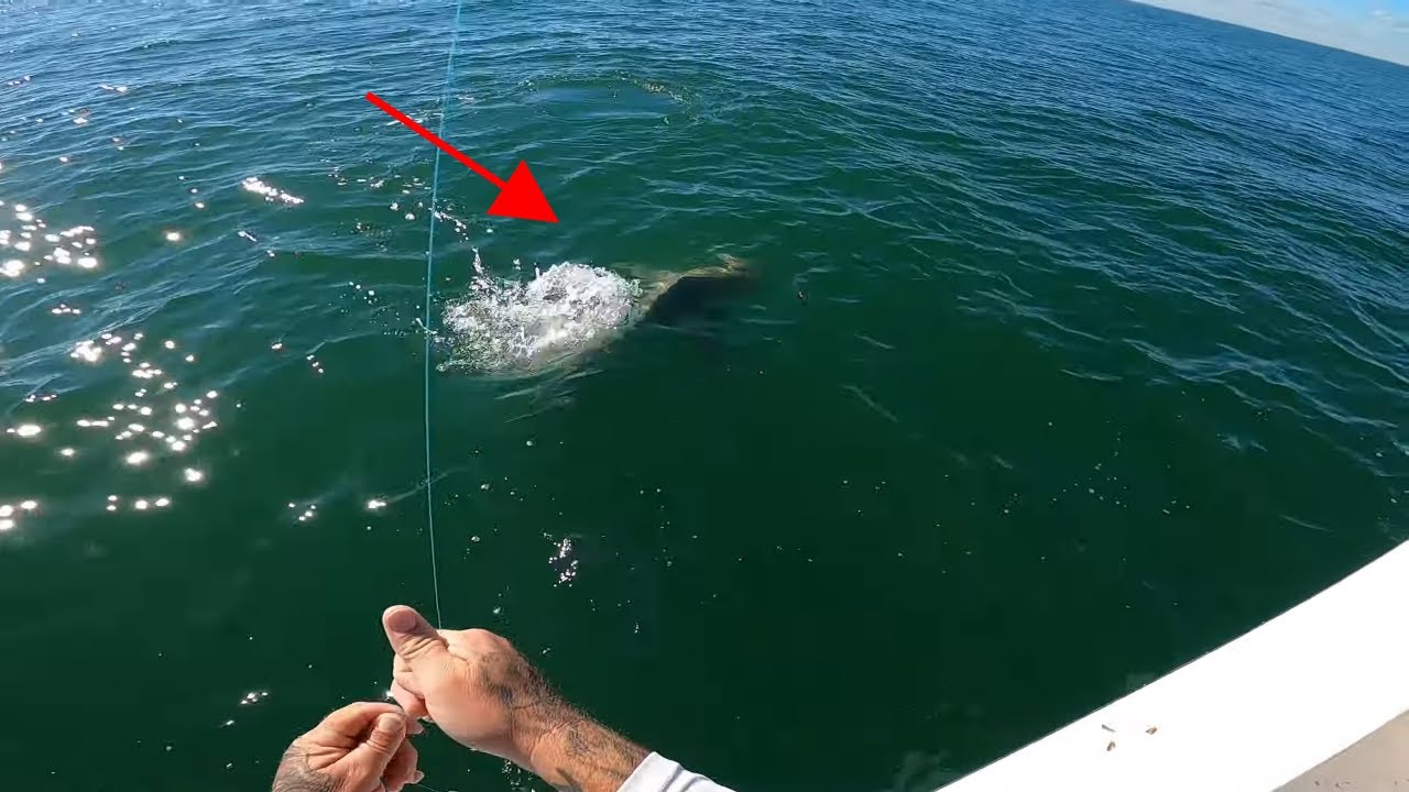 The REEF BULLY strikes again. *** Catching Snapper with LIVE shrimp