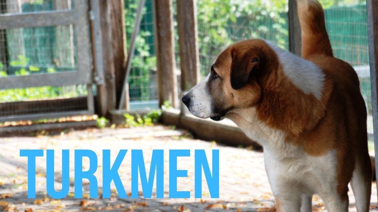 Questo è Turkmen, un cane sppeciale!