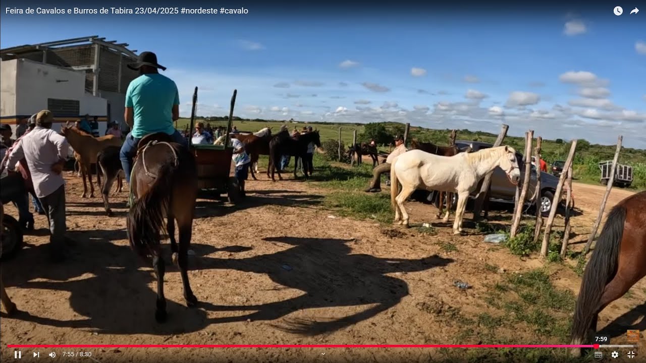Feira de Cavalos e Burros de Tabira 23/04/2025 #nordeste #cavalo