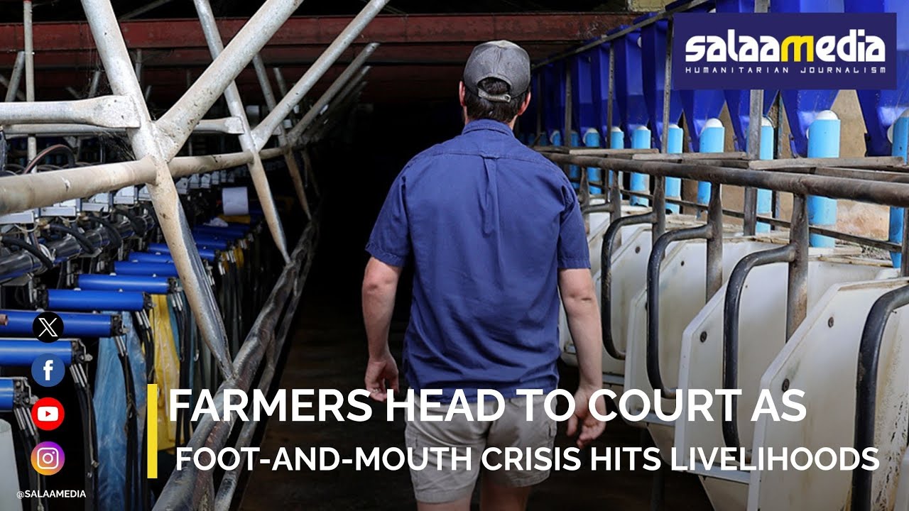 Farmers Head to Court as Foot-and-Mouth Crisis Hits Livelihoods