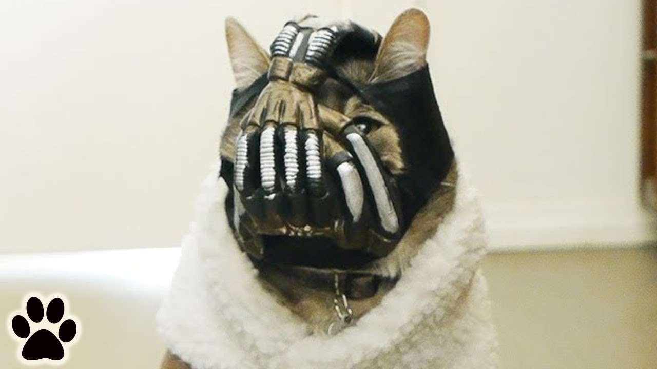 A Troublemaking Cat Named Peanut. | BaneCat Ep. 1