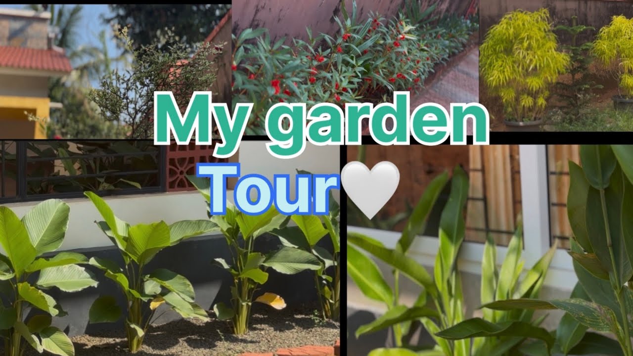 My heaven 🫠🫠 #house #trending #edit #gardentour  #plants #naturelovers #hometour #plantsshow 