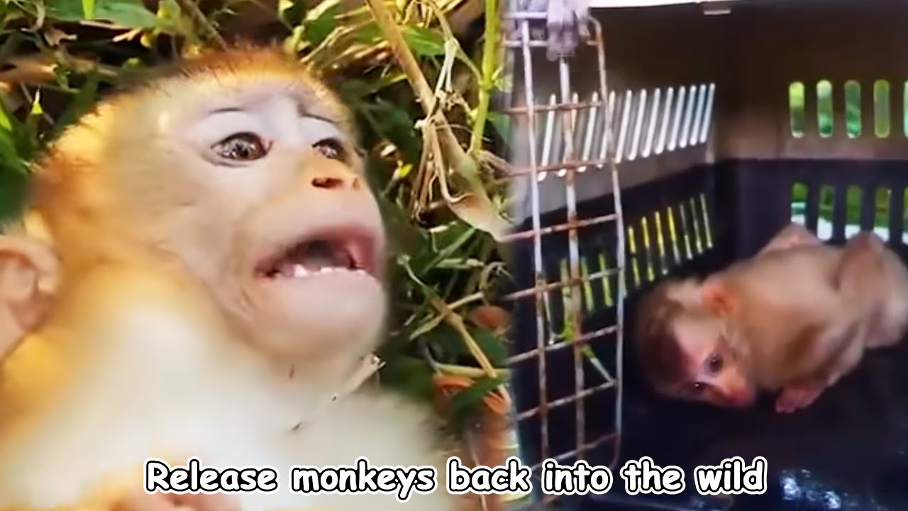 Releasing the monkey back into the wild made it extremely angry.