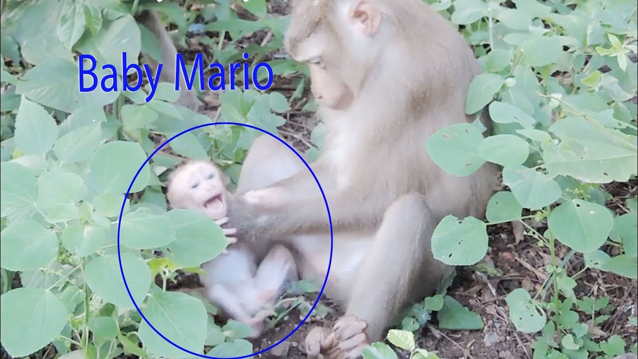 Terrible Weaning And So Mean Mistreat Baby Mario / Why MamaMarry Do So Bad On Tiny Baby Mario ?