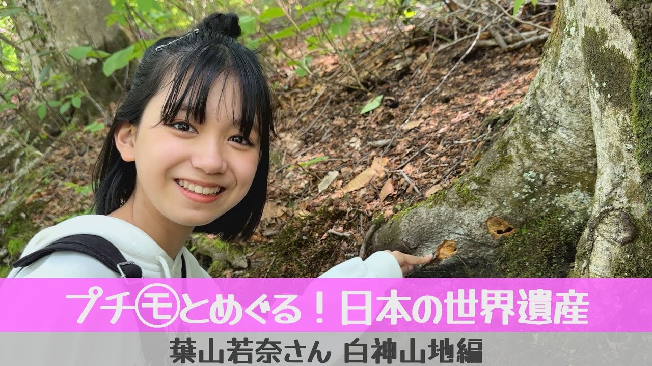 プチ㋲とめぐる！日本の世界遺産   葉山若奈さん、白神山地編
