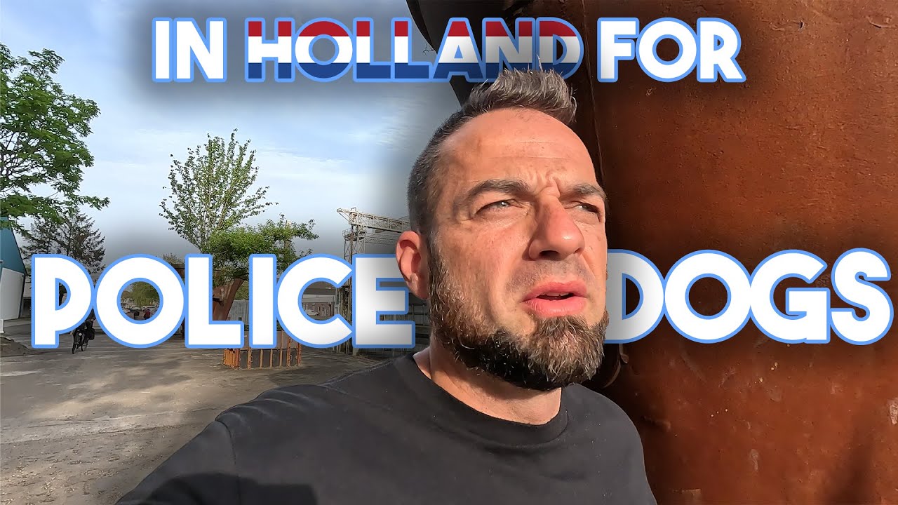 Buying German shepherds in Europe pt 1