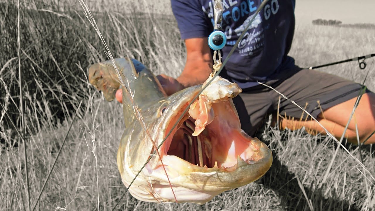 Pesca de TARUCHAS en pequeña Cava.  #fishing 