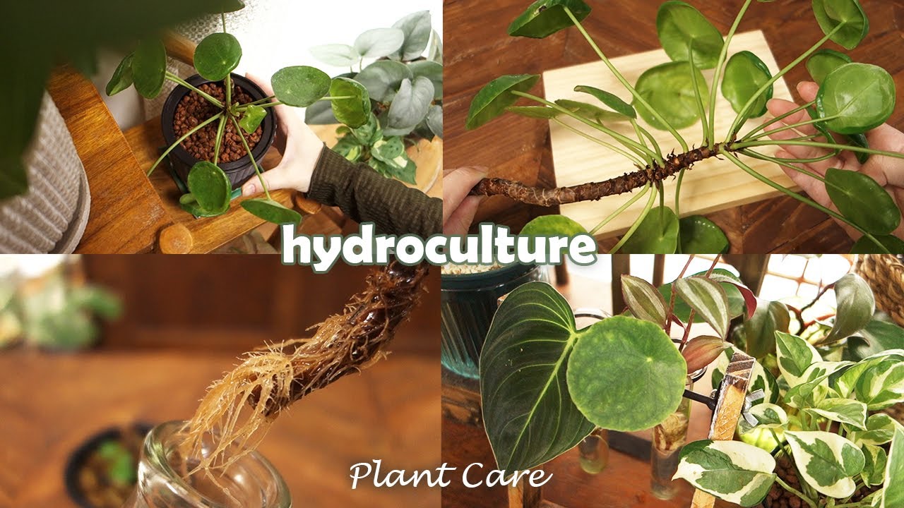 【Plant】ペペロミオイデスの剪定と一ヶ月後の様子丨ハイドロボールへの植え替え丨植木鉢リメイク