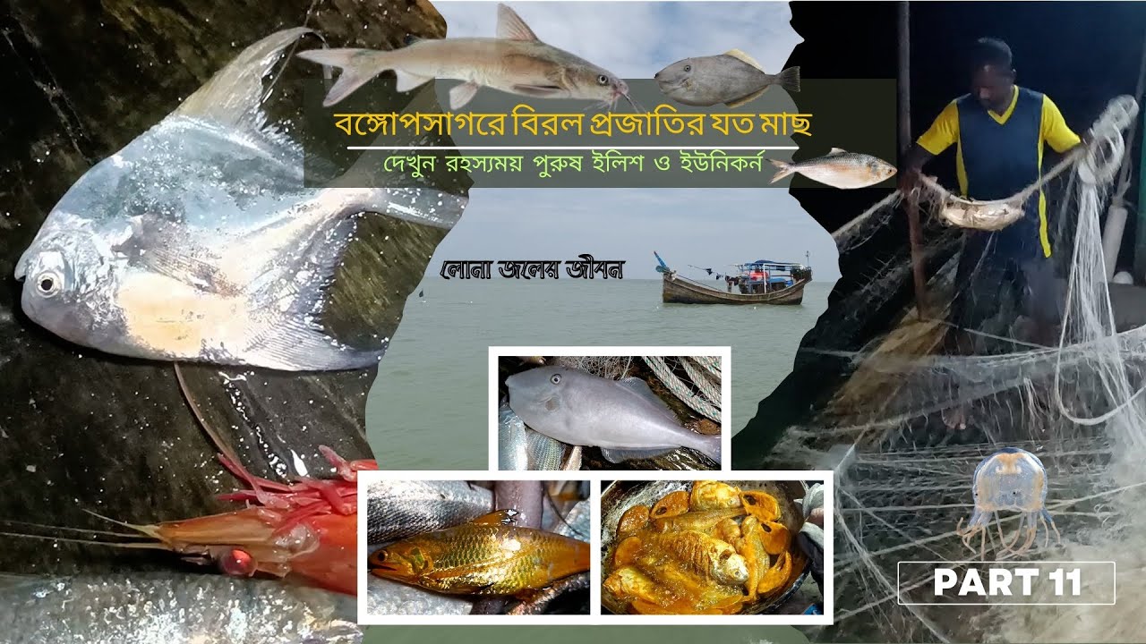 রহস্যময় পুরুষ ইলিশ ও ইউনিকর্ন লেদারজ্যাকেট | Sea Fishing In Bangladesh | লোনা জলের জীবন | পর্ব-১১