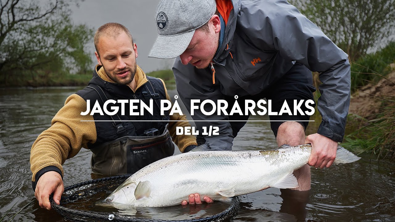 Jagten på forårslaks - Stor blanklaks i første kast (1/2)