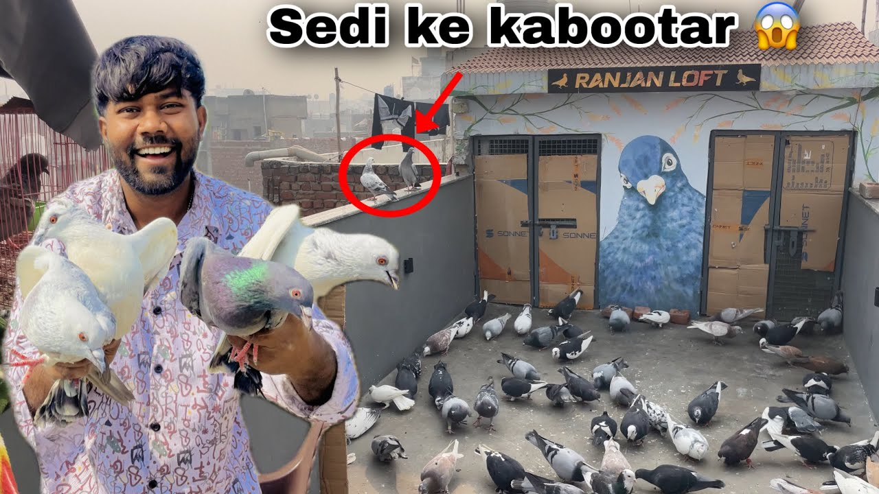 सेदी के कबूतर बैठे 😱 | Sedi ke kabootar bethe😱| Day 2