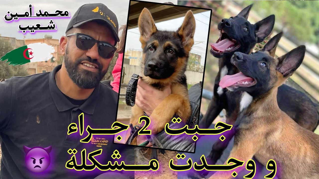 جبت 2 جراء صغار  عندي للبيت وتعاملت معاهم بطريقة خاصة باش مانطيحش في هذا المشكل 😝🐕