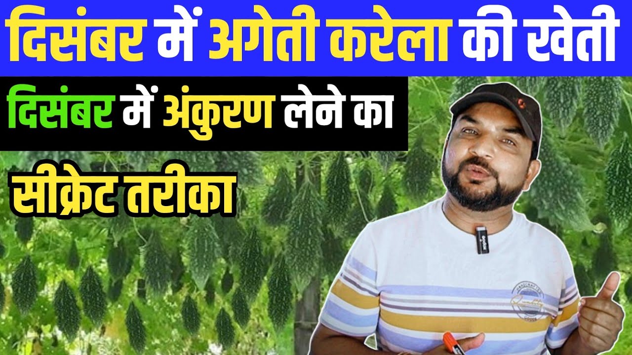 दिसंबर में अगेती करेला की खेती || ठंड में करेले का अंकुरण कैसे लें || Bitter Gourd Farming