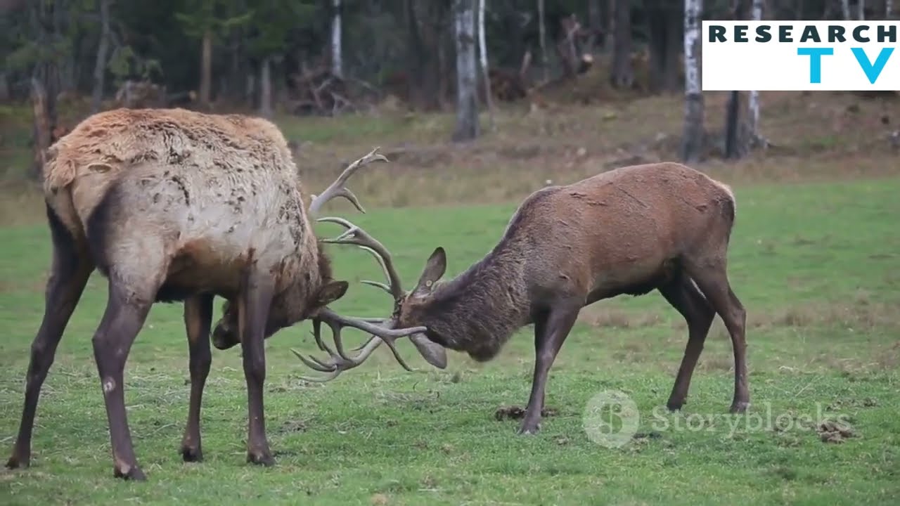 Why Do Deer Shed Their Antlers? 🦌 | The Science Behind Antler Shedding