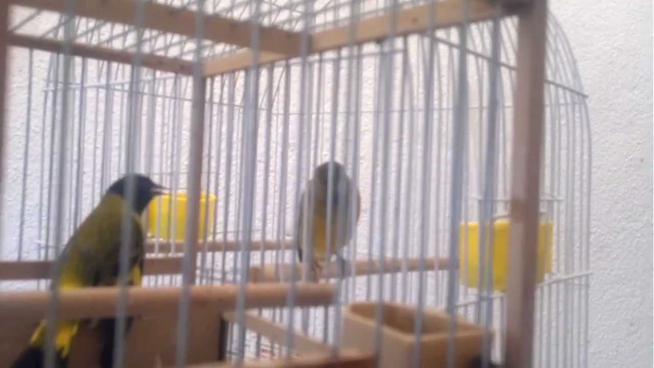 Cabecita Negra Vs. Mulito