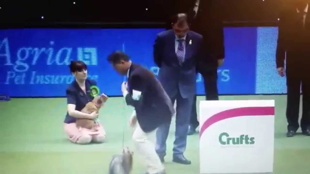 Crufts 2015,  Yorkshire Terrier BOB Winner - Debonaire's Hold Me Now