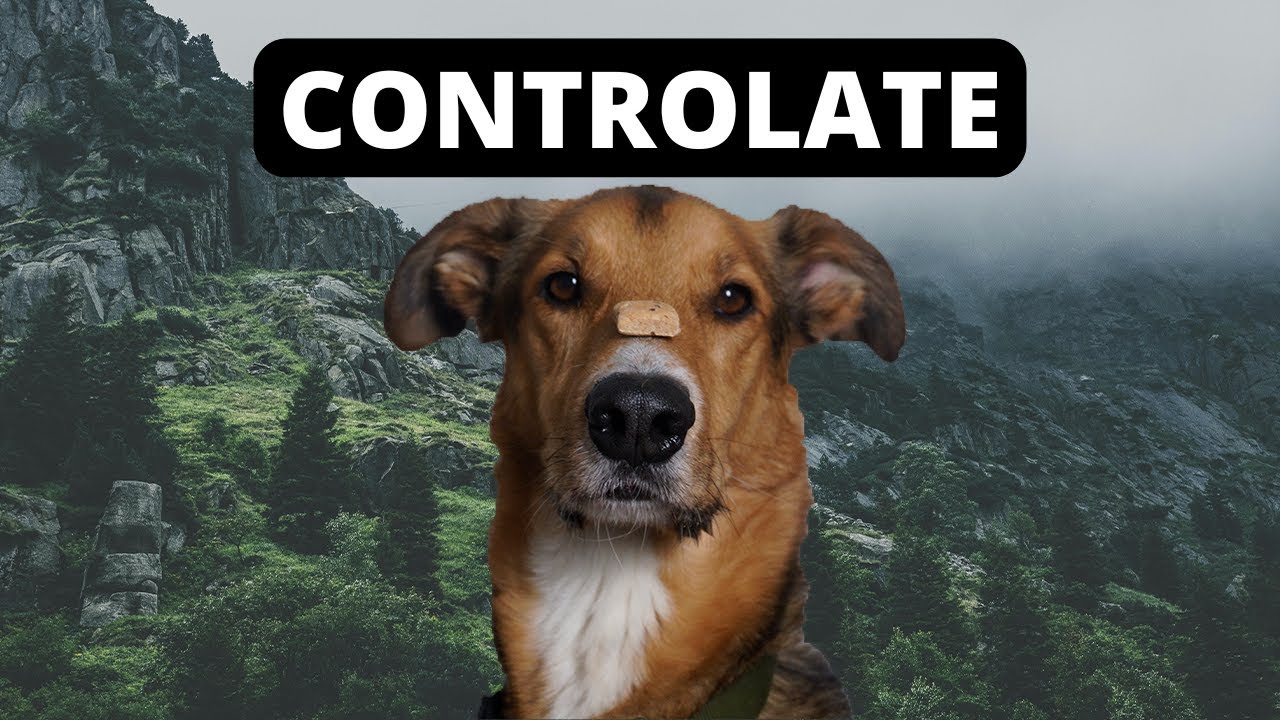 PERRO EQUILIBRADO! 3 Ejercicios de AUTOCONTROL para un COMPORTAMIENTO ideal en tu PERRO