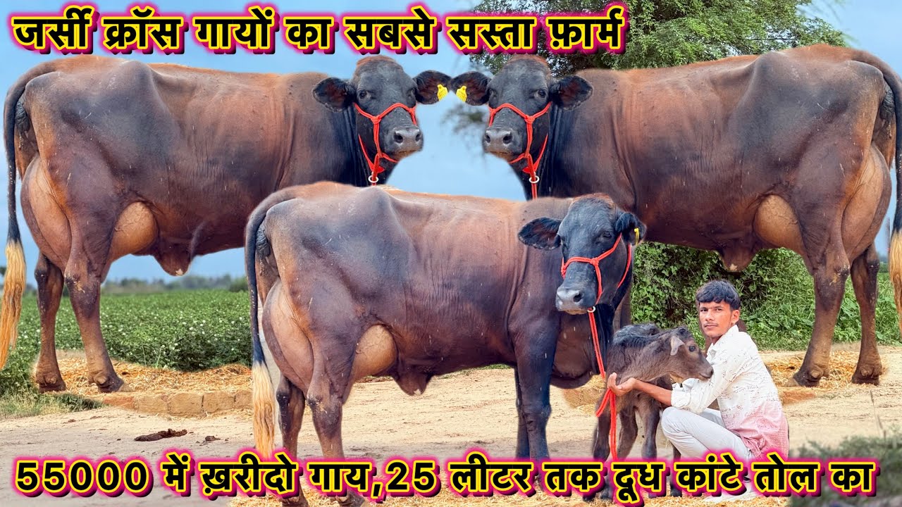 55000 से दाम,25 लीटर तक दूध👌4 गाय बिकाऊ👍सबसे सस्ती जर्सी क्रॉस ब्रीड गाय👍jersey Cross Breed Cows