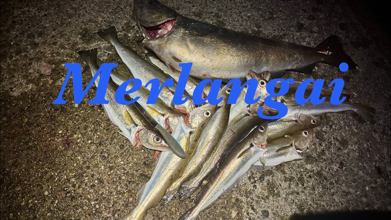 Kada geriau žvejoti ryte ar vakare??