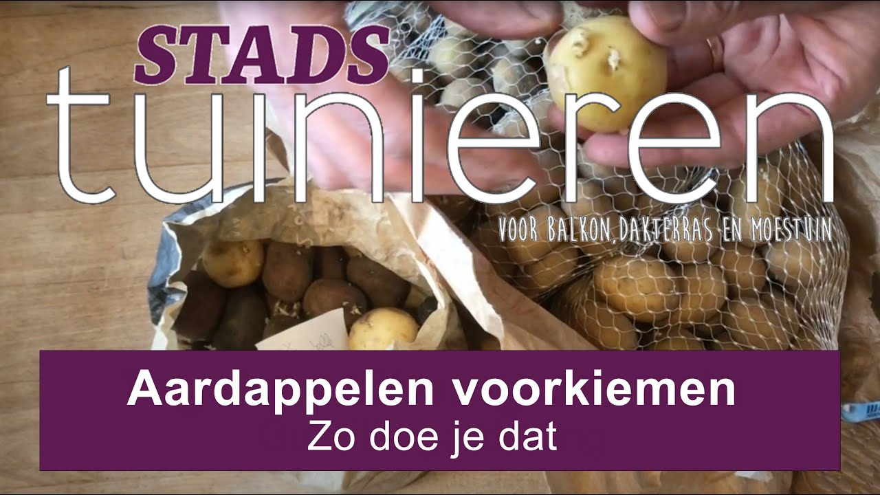 Stadstuinieren - Aardappels voorkiemen in maart #moestuin
