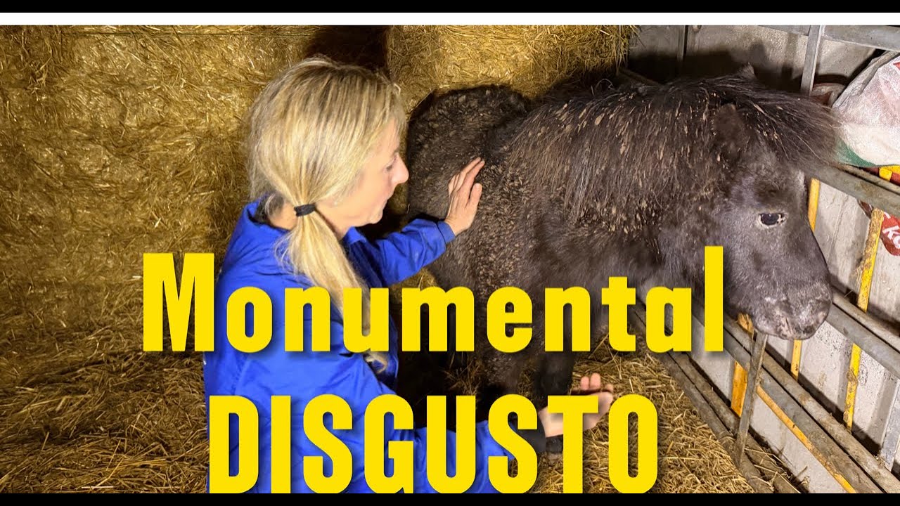 Monumental disgusto 😩‼