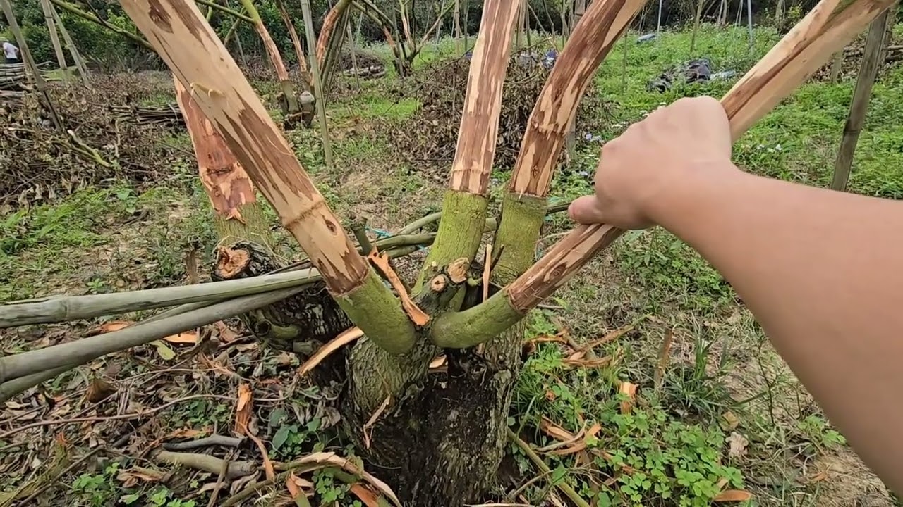 GIÁ TÁO CUỐI VỤ VÀ CÂY TÁO SAU THU HOẠCH XỬ LÍ THẾ NÀO I Núi Đồi Lục Ngạn 98